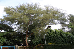 Casuarina equisetifolia
